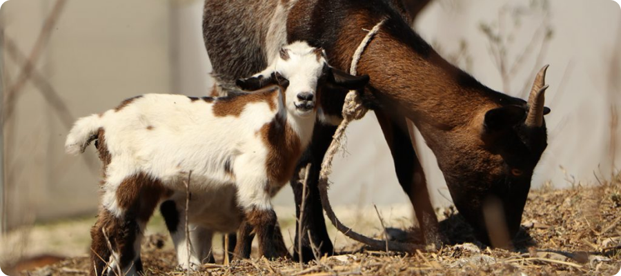 Long-Term Economic Sustainability